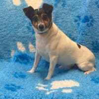 Photo of Cookie And Buster