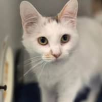 Photo of Cookie