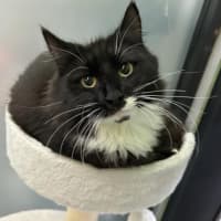 Photo of Cosmo 