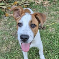 Photo of Benji
