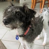 Photo of Jack   1 Year Old Poodle X Terrier 