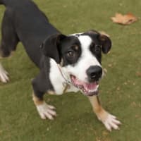Photo of Pongo