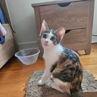 Photo of Pebbles