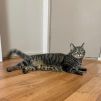 Photo of Tilly (Was Petal)