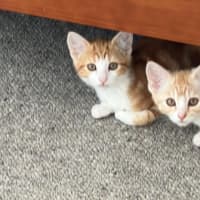 Photo of Macaroni Kitten