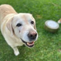 Photo of Bobby   12 Year Old Labrador