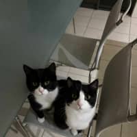 Photo of Pishi & Maloos