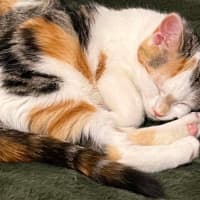 Photo of Callie