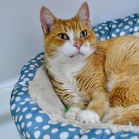 Photo of Dorian Grey