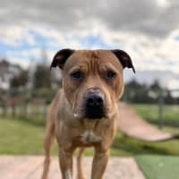 Photo of Tyson