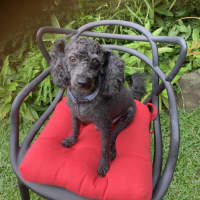 Photo of Boof And Cookie