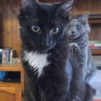 Photo of Kitty Purry