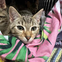 Photo of Bagel