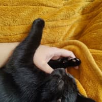 Photo of Sumi (Previously Chompa)