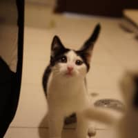 Photo of Oreo