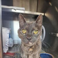 Photo of Smokey