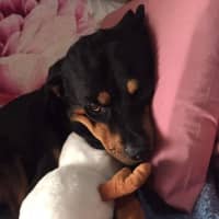 Photo of Lilly