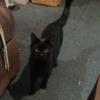 Photo of Shadow