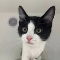Photo of Loki