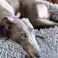 Photo of Skye
