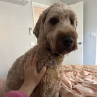 Photo of Brodie