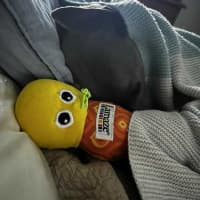 Photo of Hodgie The Greyhound