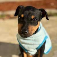 Photo of Banjo
