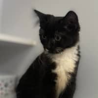 Photo of Buzzie (9968)