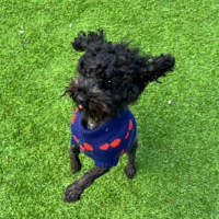 Photo of Frankie