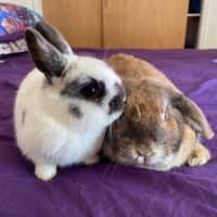 Photo of Scooter And Ivy 