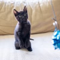 Photo of Kit