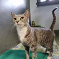 Photo of Suki