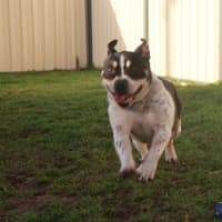 Photo of Rollie