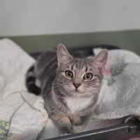 Photo of Kiki