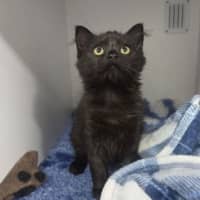 Photo of Luna