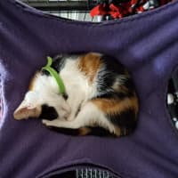 Photo of Blossom 🌸🌺