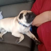 Photo of Romeo
