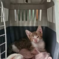 Photo of Marmalade