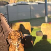 Photo of Jack   2 Year Old Plott Hound