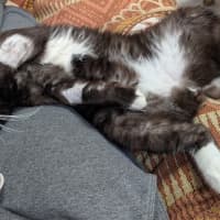 Photo of Guinness