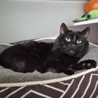 Photo of Ziko