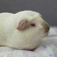 Photo of Chonky