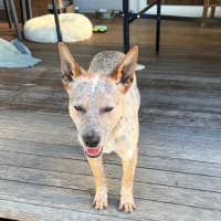 Photo of Luna
