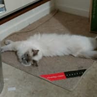 Photo of Sklya & Coco