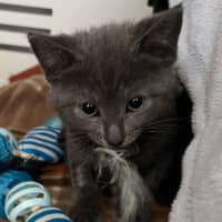 Photo of Trixie Cattel