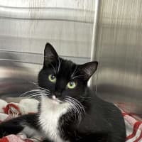 Photo of Azula