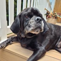 Photo of Paco   4 Year Old Puggle 