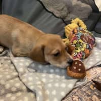 Photo of Mika