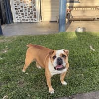 Photo of Iggy And Lou Lou