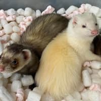 Photo of Wylie & Snot